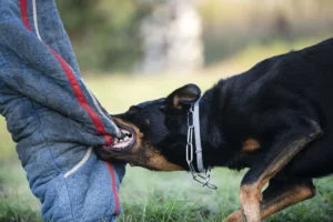 Understanding Dog Bite Laws in South Carolina